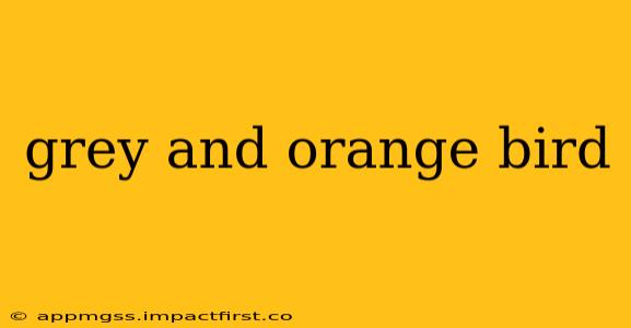 grey and orange bird