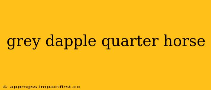 grey dapple quarter horse