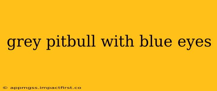 grey pitbull with blue eyes