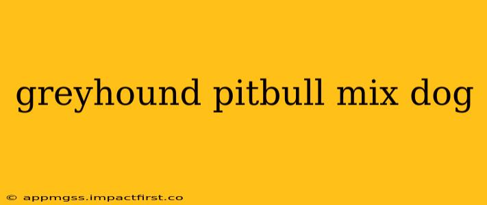 greyhound pitbull mix dog