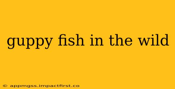 guppy fish in the wild