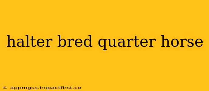 halter bred quarter horse