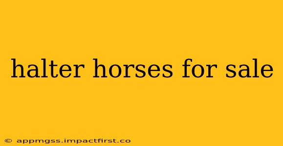 halter horses for sale