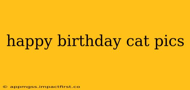 happy birthday cat pics