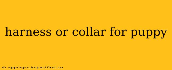 harness or collar for puppy