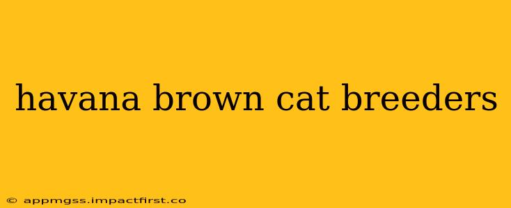 havana brown cat breeders