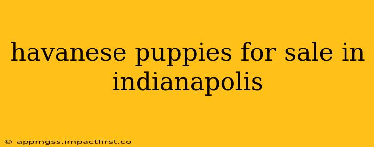 havanese puppies for sale in indianapolis