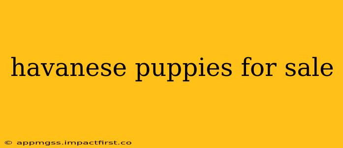 havanese puppies for sale