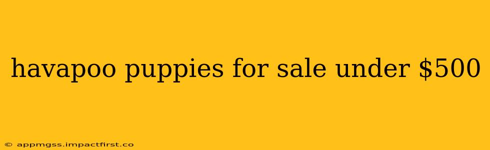 havapoo puppies for sale under $500