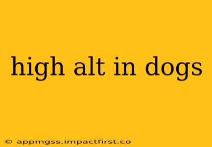high alt in dogs