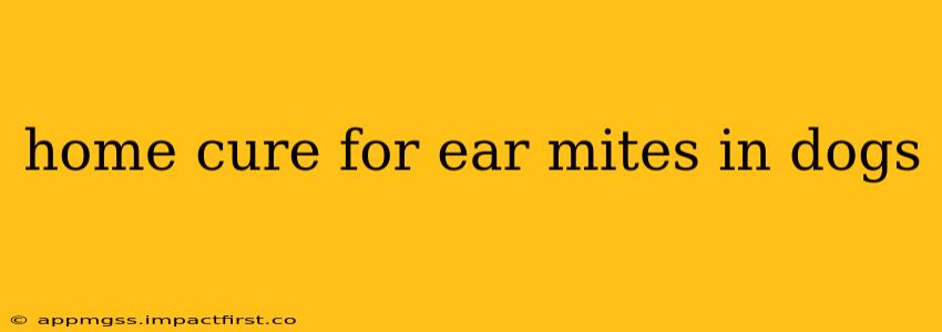 home cure for ear mites in dogs