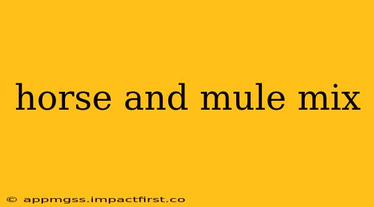 horse and mule mix