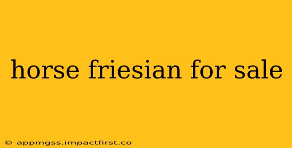 horse friesian for sale