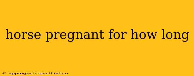 horse pregnant for how long