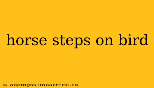 horse steps on bird
