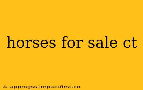 horses for sale ct