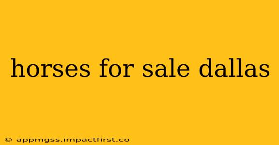 horses for sale dallas