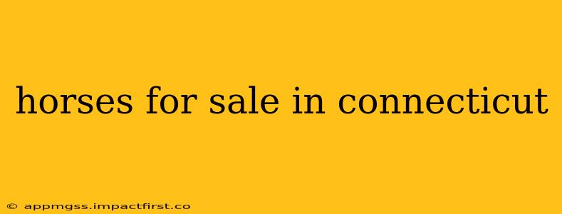 horses for sale in connecticut
