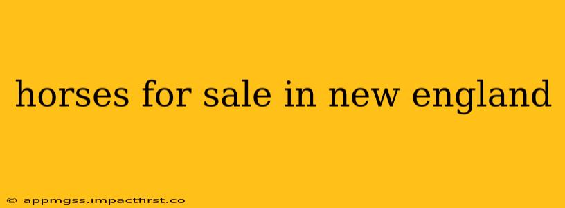 horses for sale in new england