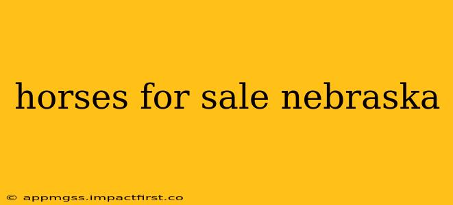 horses for sale nebraska