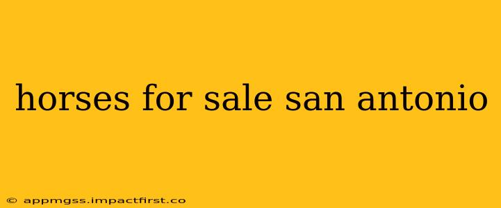 horses for sale san antonio