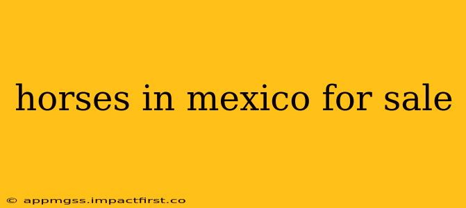 horses in mexico for sale