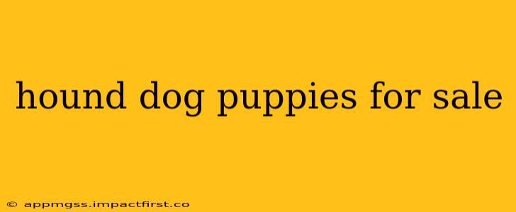 hound dog puppies for sale
