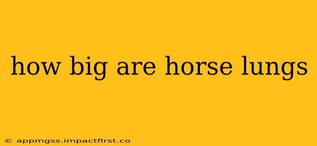 how big are horse lungs