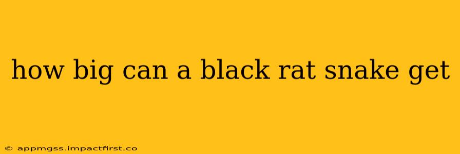 how big can a black rat snake get