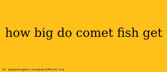 how big do comet fish get
