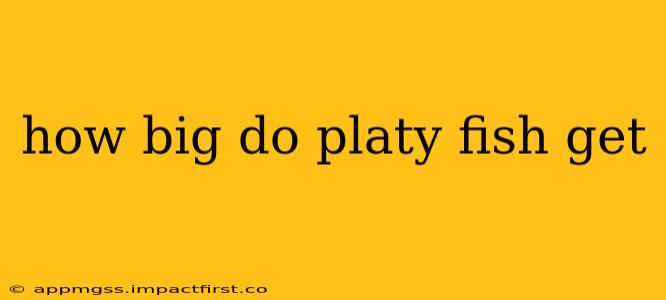 how big do platy fish get
