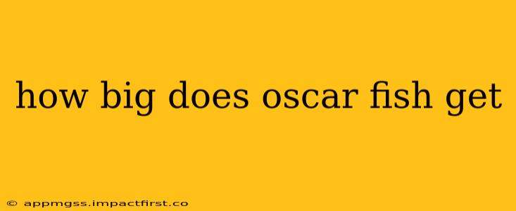 how big does oscar fish get
