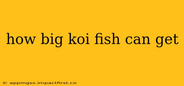 how big koi fish can get