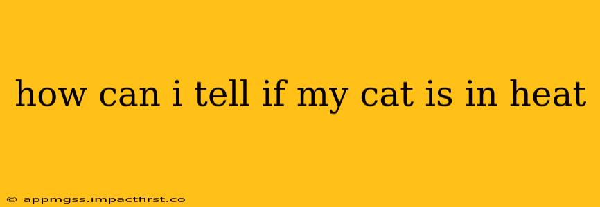 how can i tell if my cat is in heat
