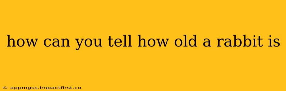 how can you tell how old a rabbit is