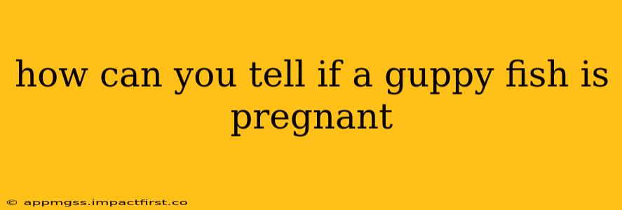 how can you tell if a guppy fish is pregnant
