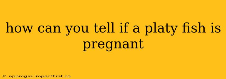 how can you tell if a platy fish is pregnant