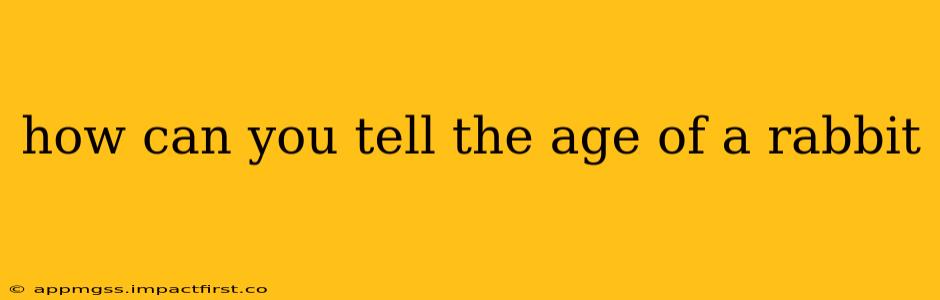 how can you tell the age of a rabbit