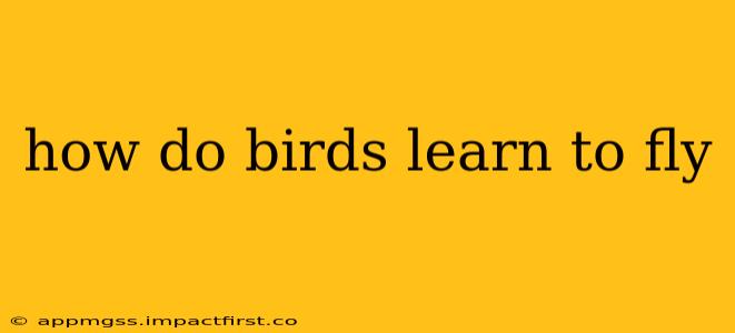 how do birds learn to fly