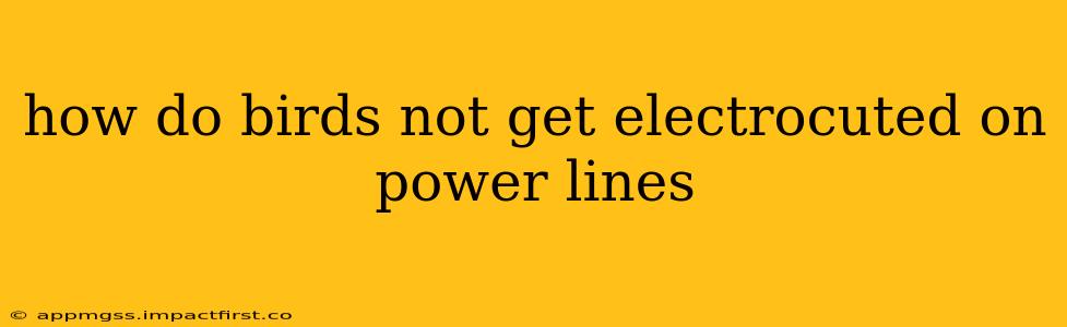 how do birds not get electrocuted on power lines