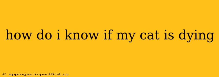 how do i know if my cat is dying