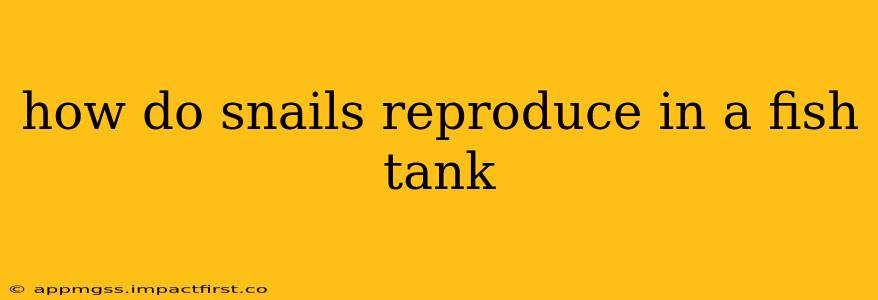 how do snails reproduce in a fish tank
