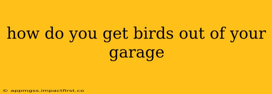 how do you get birds out of your garage