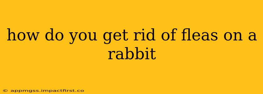 how do you get rid of fleas on a rabbit