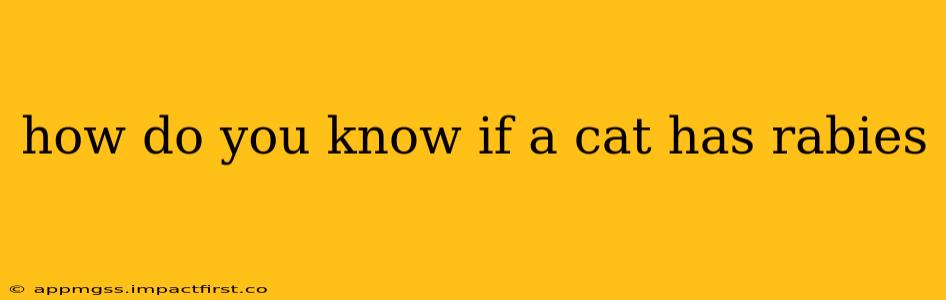 how do you know if a cat has rabies