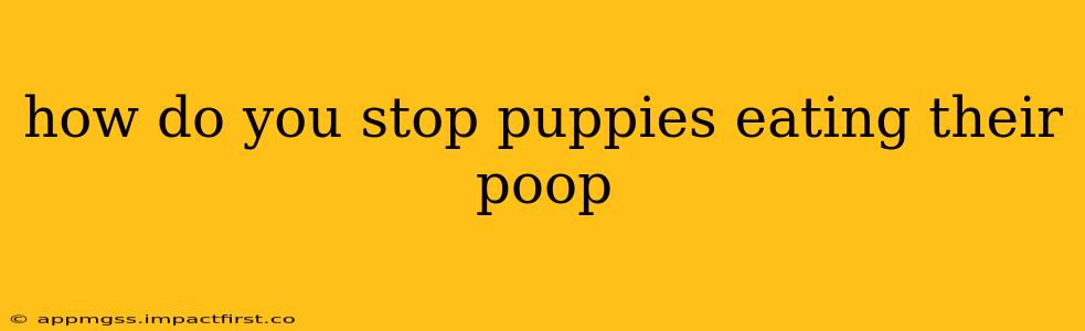 how do you stop puppies eating their poop
