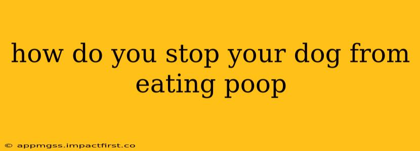 how do you stop your dog from eating poop