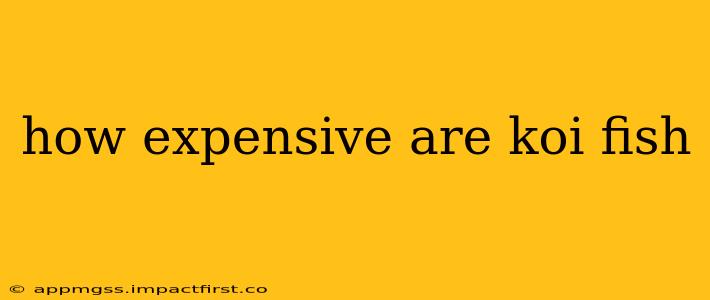 how expensive are koi fish
