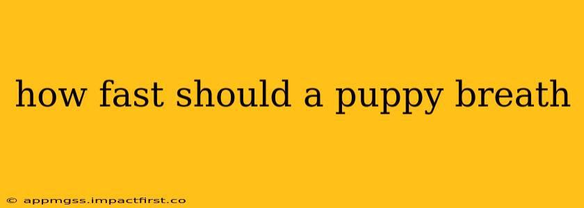how fast should a puppy breath