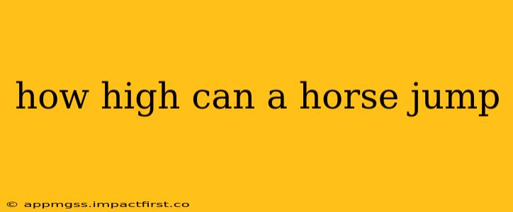 how high can a horse jump